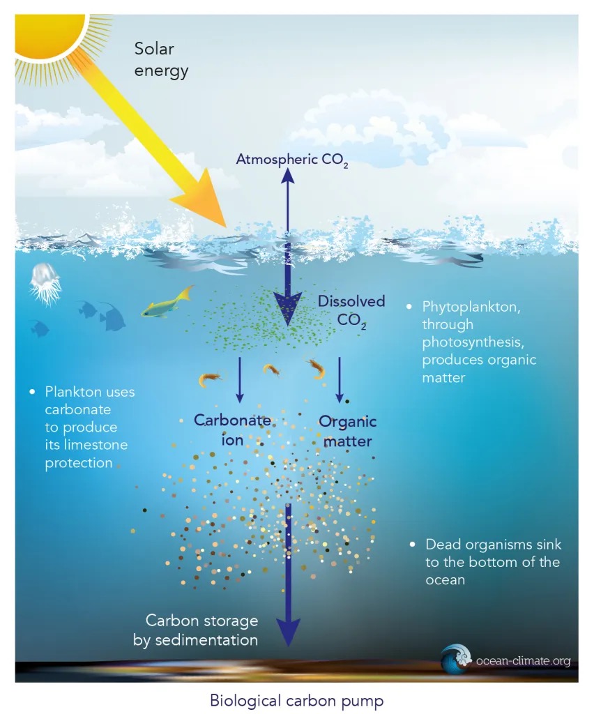Biological carbon pump diagram