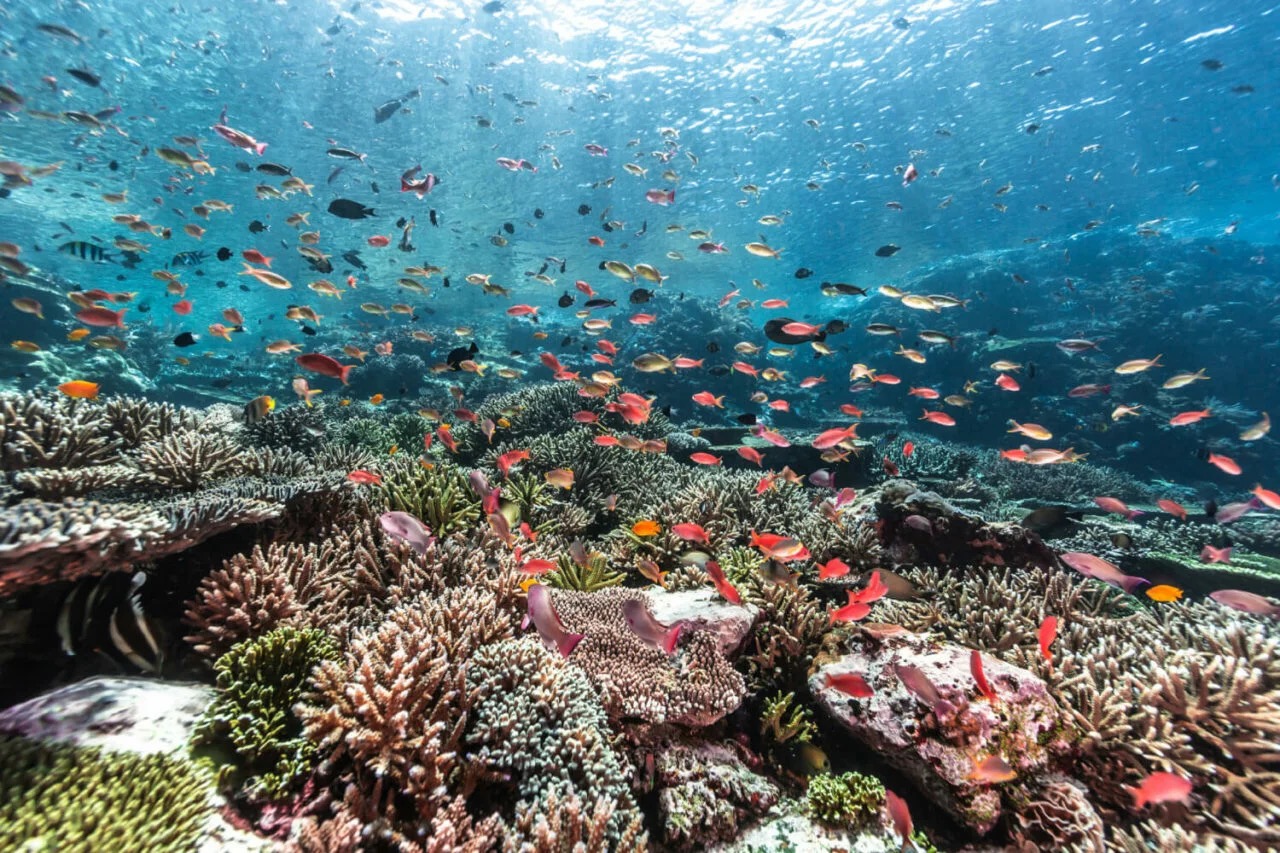 Vibrant coral reef with fish