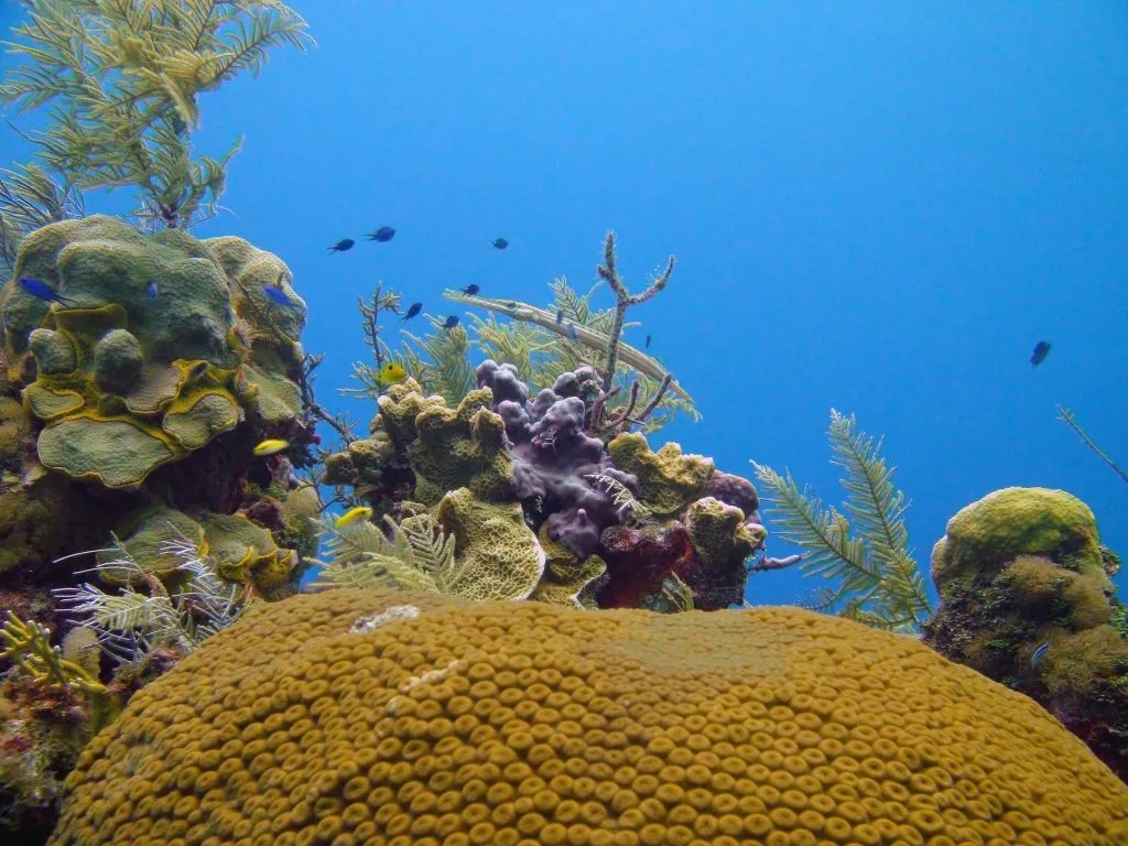 Healthy coral reef