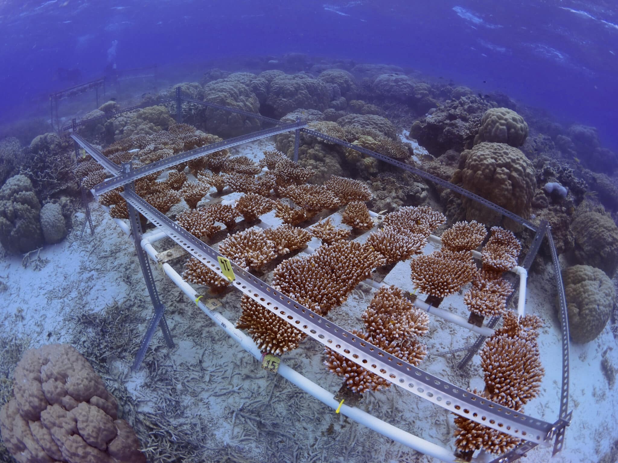 Coral nursery frames on reef