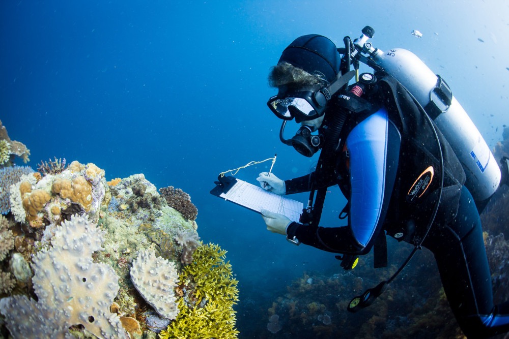 Researcher surveying coral reef