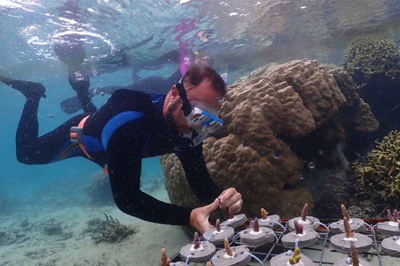 Diver planting coral fragments