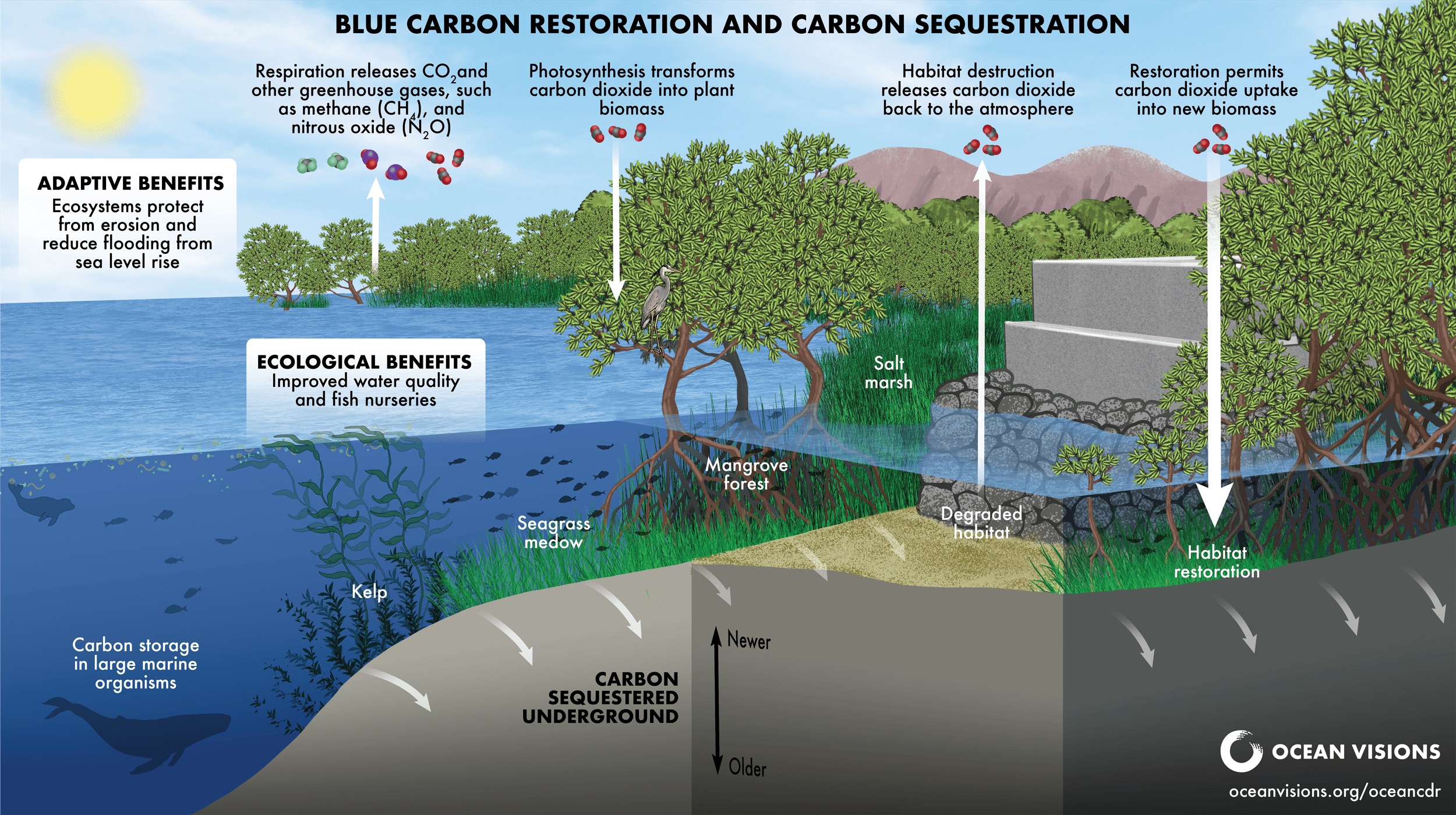 Blue Carbon Restoration and Carbon Sequestration diagram