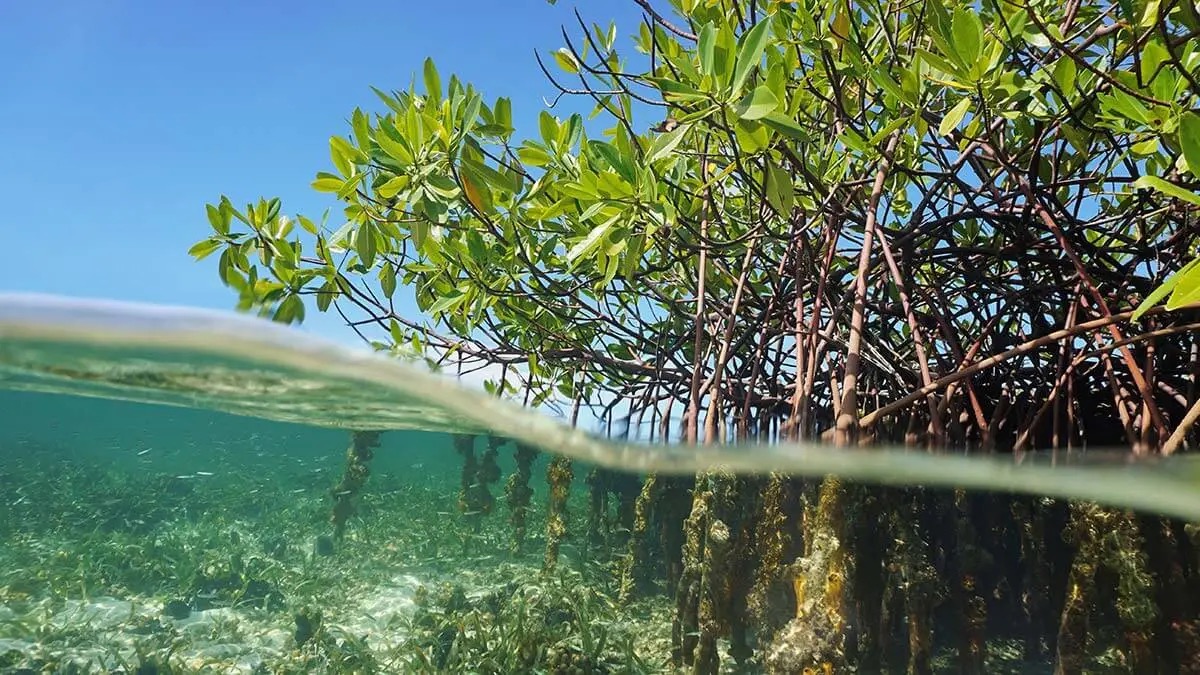 Mangrove forest above and below waterline