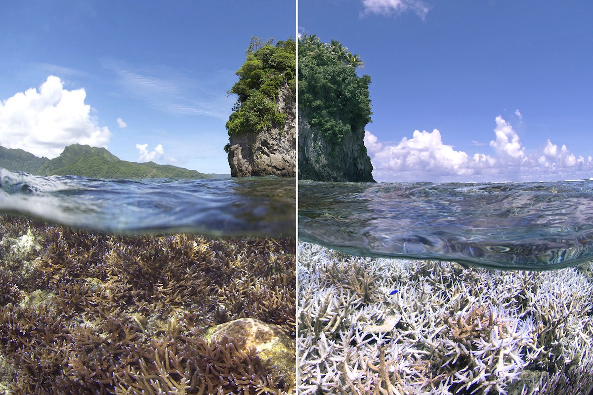 Before and after coral bleaching comparison