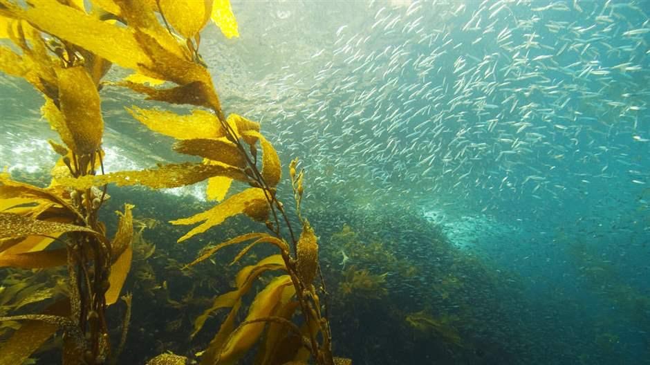 Kelp forest